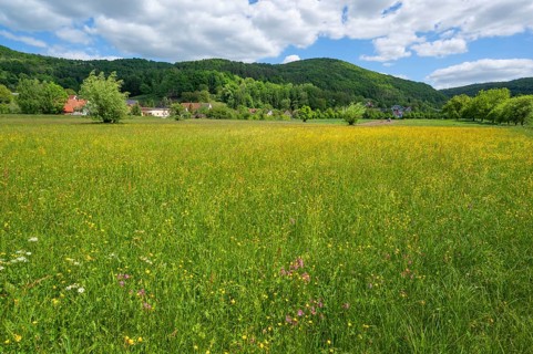 Spring meadow with cuckooflower (Silene flos cuculi) and buttercup (Ranunculus) in Franconian
