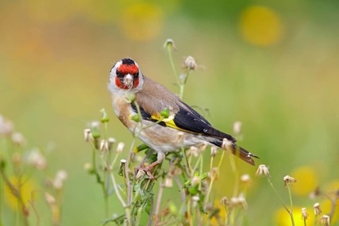 Stieglitz, Distelfink, Eurasian Goldfinch, Goldfinch, European Goldfinch, Carduelis carduelis,