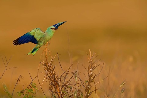 Blauracke, European Roller, Roller, Coracias garrulus, Rollier d'Europe, Carraca Europea, Carraca