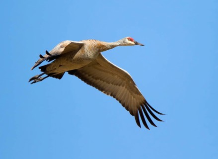 A Sandhill Crane, Grus canadensis, flying over a field, near Saskatoon Saskatchewan