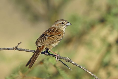 Botteri's Sparrow Aimophila botterii Santa Rita Mountains, Pima County, Arizona, United States 29