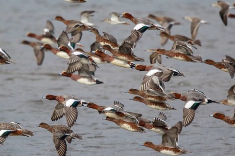 Eurasian Wigeon (Mareca penelope) group in flight, Netherlands