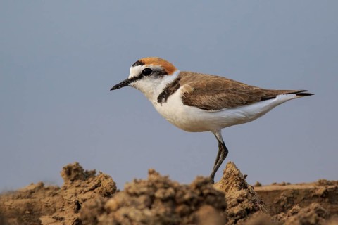 Kentish Plover (Charadrius alexandrinus) male, Greece