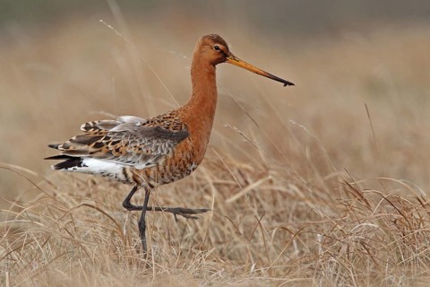 Uferschnepfe (Limosa limosa)