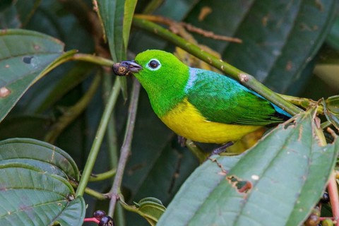 Blue-naped Chlorophonia (Chlorophonia cyanea) perched on a branch in Manu National Park, Peru