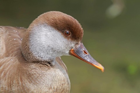 Red-crested Pochard (Netta rufina) female, Baden-Wuerttemberg, Germany