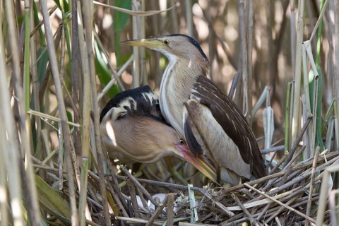 Little Bittern (Ixobrychus minutus) pair at nest, Nizhegorodskaya, Russia