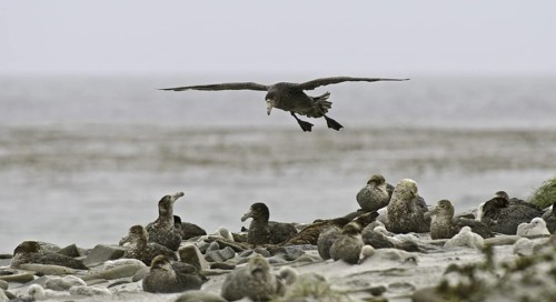 Southern Giant Petrel (Macronectes giganteus), Falkland Islands