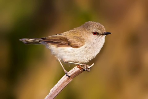 Grey Gerygone (Gerygone igata), Stewart Island, New Zealand