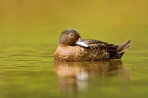 Brown Teal (Anas chlorotis) female, North Island, New Zealand