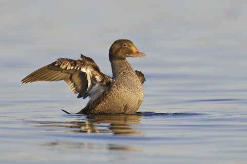 King Eider (Somateria spectabilis) juvenile, California, USA