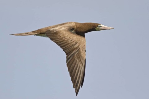 Brown Booby (Sula leucogaster) flying, Trinidad and Tobago