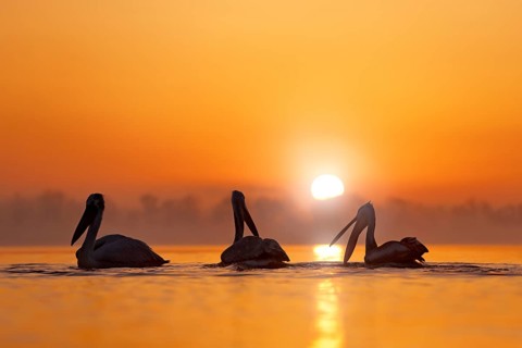 Dalmatian pelican, Pelecanus crispus, in Lake Kerkini, Greece. Bird with morning sunrise. Pelican