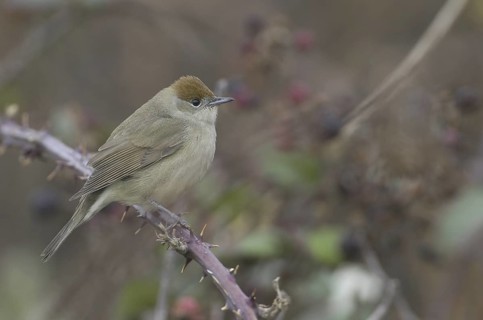 Eurasian Blackcap (Sylvia atricapilla) female, Schleswig-Holstein, Germany
