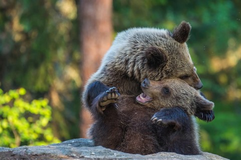 Eurasian Brown Bear (Ursus arctos) two fighting in forest, Finland