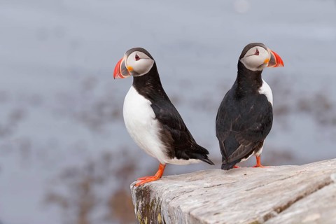 Atlantic Puffin (Fratercula arctica) pair, Iceland