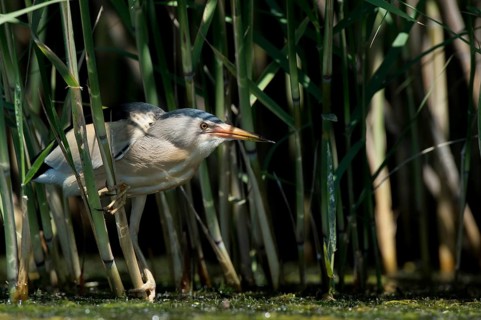 Little Bittern (Ixobrychus minutus) foraging, Bulgaria