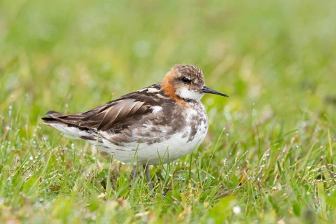 Red-necked Phalarope (Phalaropus lobatus) male in field, Iceland