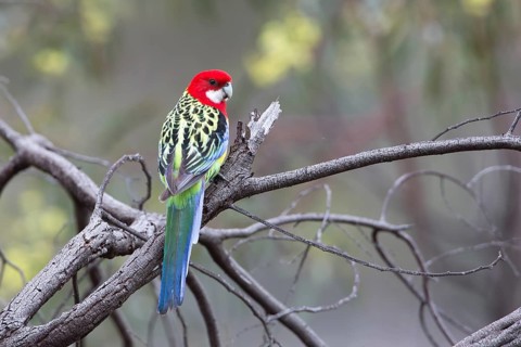 Eastern Rosella (Platycercus eximius) male perched on a branch, Victoria, Australia