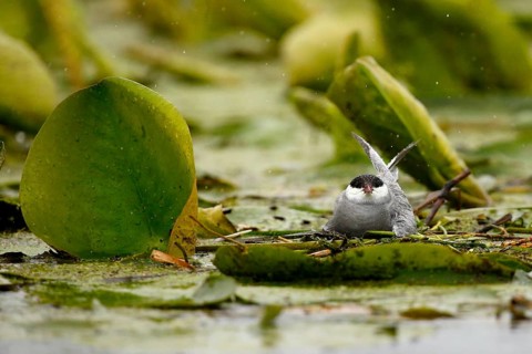 Whiskered Tern (Chlidonias hybrida) female on nest, Danube Delta, Romania