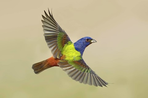 Painted Bunting (Passerina ciris) male flying, Texas, USA