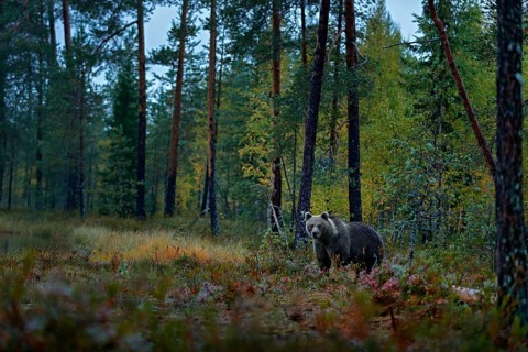 Bear hidden in dark forest. Autumn trees with bear. Beautiful brown bear walking around lake with