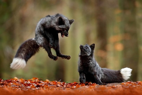 Black silver fox. Two red fox playing in autumn forest. Animal jump in fall wood. Wildlife scene