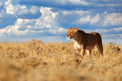 Lion walk. Portrait of African lion, Panthera leo, detail of big animals, Etocha NP, Namibia,