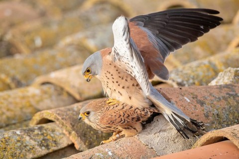 Lesser Kestrel (Falco naumanni) pair mating, Castile-La Mancha, Spain
