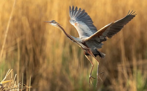 Purpurreiher (Ardea purpurea)