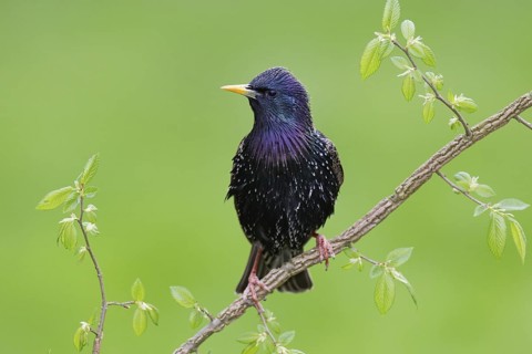 Common Starling (Sturnus vulgaris), Brandenburg, Germany