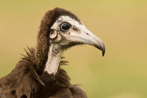 Hooded Vulture (Necrosyrtes monachus) juvenile, Gambia