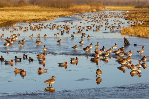 Eurasian Wigeon (Mareca penelope) group, Netherlands