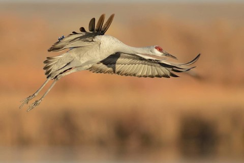 Sandhill Crane (Antigone canadensis) flying, New Mexico, USA