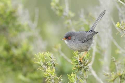 Balearic Warbler (Sylvia balearica) male, Mallorca, Spain