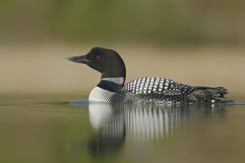 Great Northern Loon (Gavia immer), British Columbia, Canada