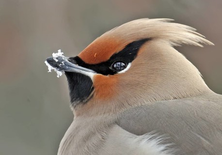 Bohemian Waxwing (Bombycilla garrulus), Saskatchewan, Canada