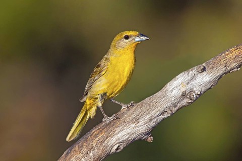 Hepatic Tanager Piranga hepatica Santa Rita Mountains, Santa Cruz County, Arizona, United States 16