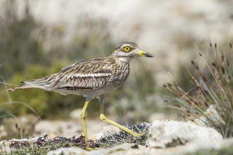 Eurasian Stone-curlew (Burhinus oedicnemus), Cyprus