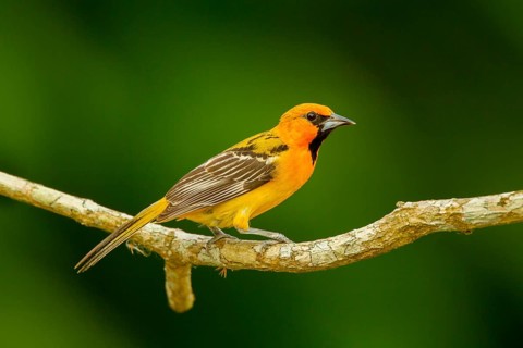 Streak-backed Oriole Icterus pustulatus microstictus El Tuito, Jalisco, Mexico 12 June Immature