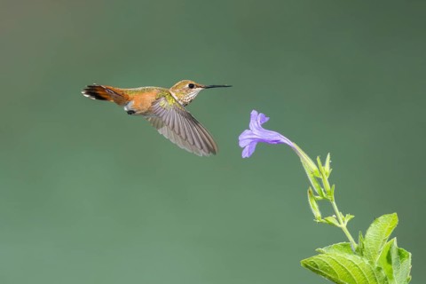 Rufous Hummingbird Selasphorus rufus Tucson, Pima County, Arizona, United States 25 August Immature