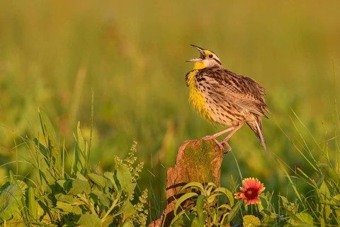 Eastern Meadowlark (Sturnella magna) male singing, Texas, USA