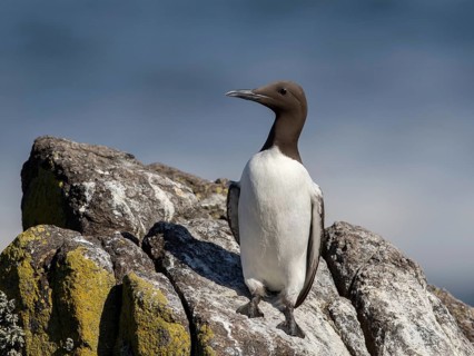 Common Murre (Uria aalge), Scotland, United Kingdom