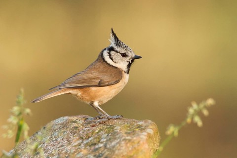 European Crested Tit (Lophophanes cristatus), Germany