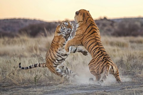Bengal Tiger (Panthera tigris) two females fighting, captive, Philippolis, South Africa