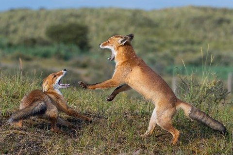 Red Fox (Vulpes vulpes) two adult fighting and playing in grassland, Netherlands