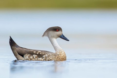Patagonian Crested Duck (Lophonetta specularioides) on a small pond in the Falkland Islands