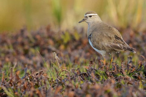 Rufous-chested Dotterel (Charadrius modestus) on the ground in the Falkland Islands