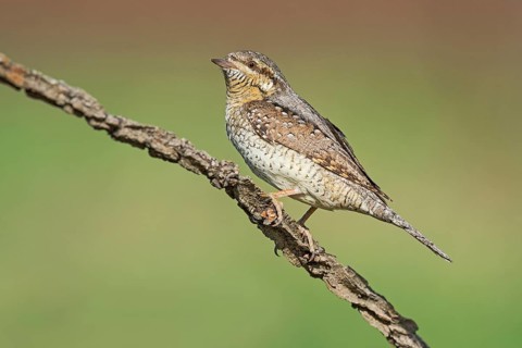 Eurasian Wryneck (Jynx torquilla) perched on a branch, Aosta Valley, Italy