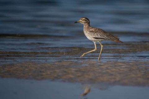 Senegal Thick-knee (Burhinus senegalensis) at shoreline, Senegal